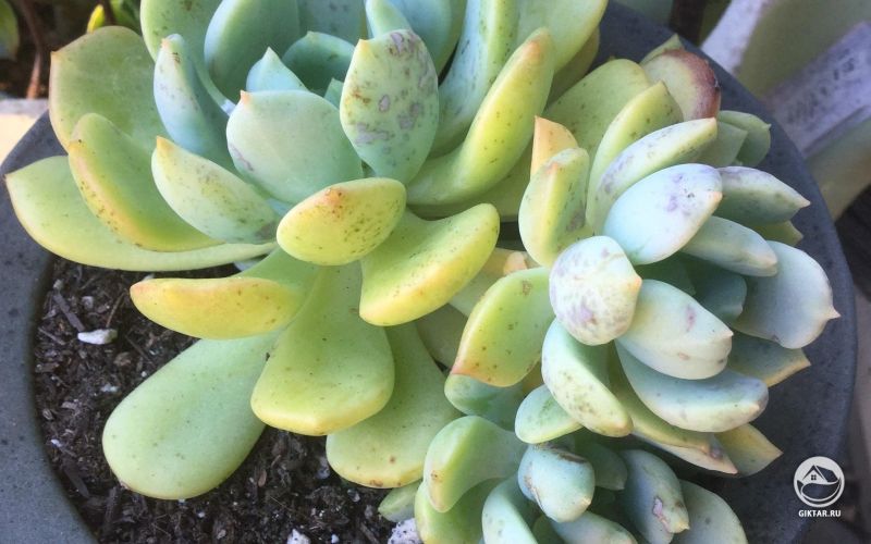 Граптоверия сорта Свет Луны