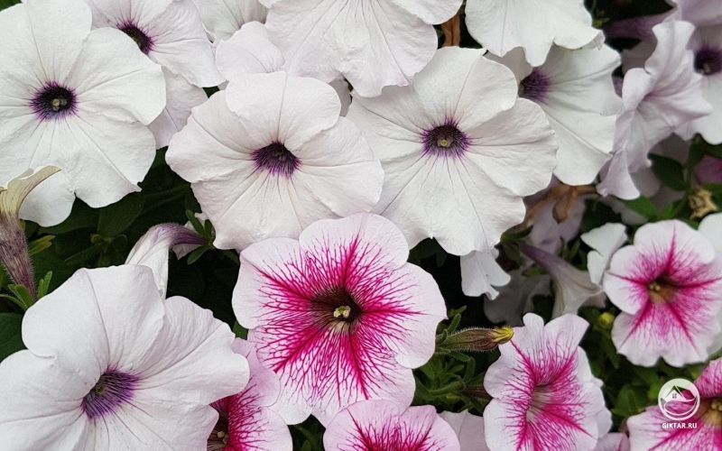 Петунии - белый и бело-розовые