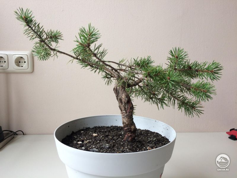 Ямадори Ель - выбор стиля