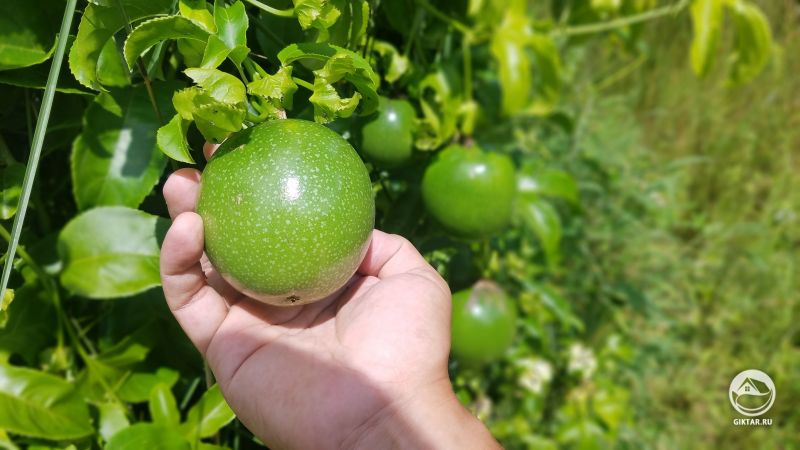 Маракуйи прекрасно созревают