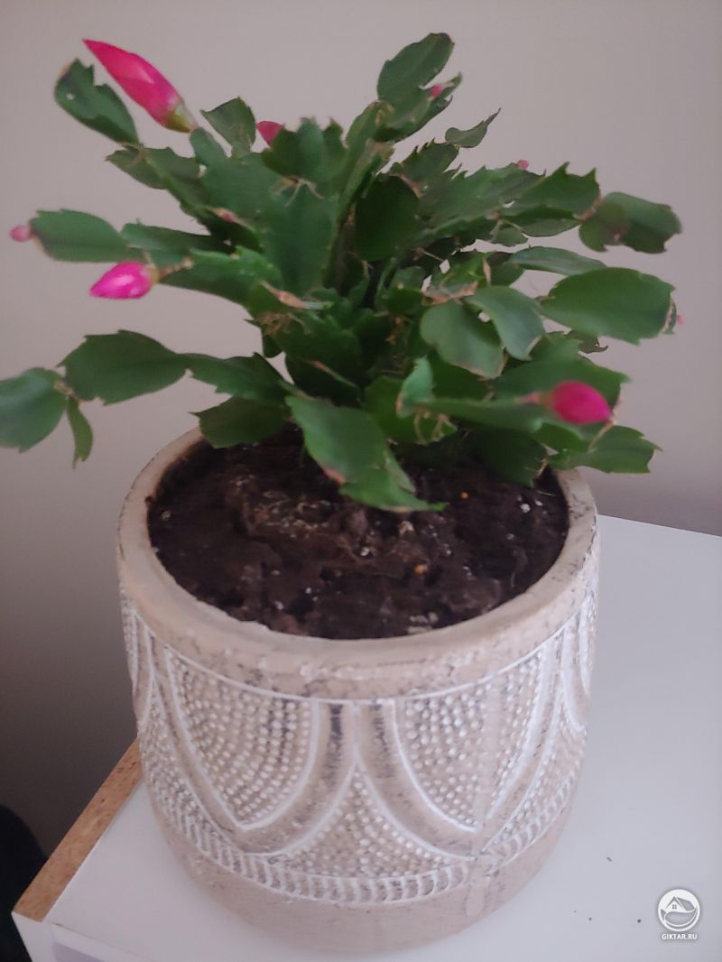 Шлюмбергера с бутонами