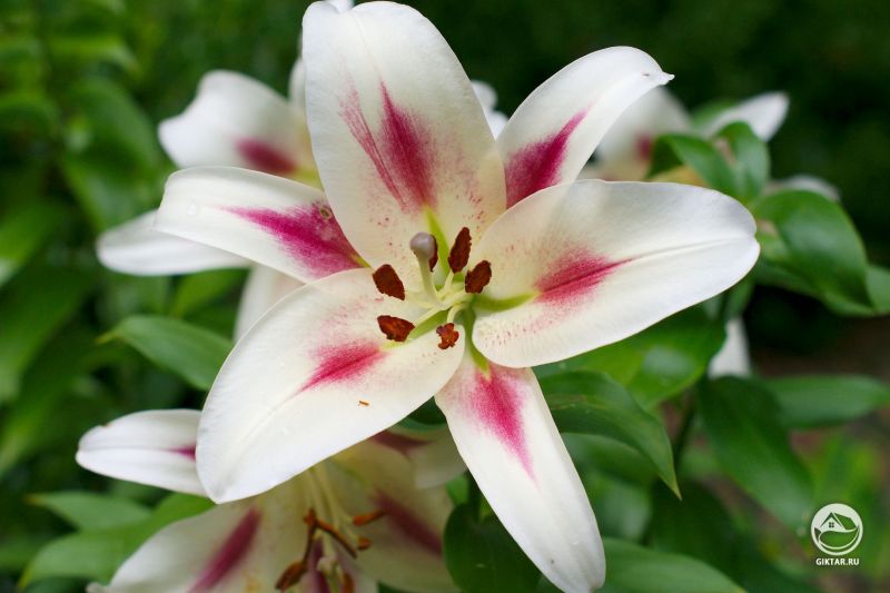 Лилии перед моим домом