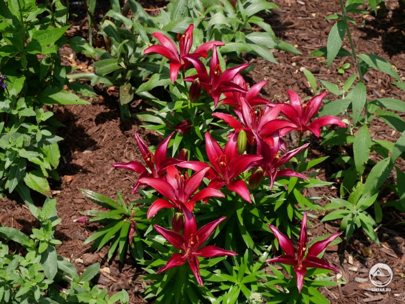 Азиатские лилии недолго цветут, но они делают это каждый год!
