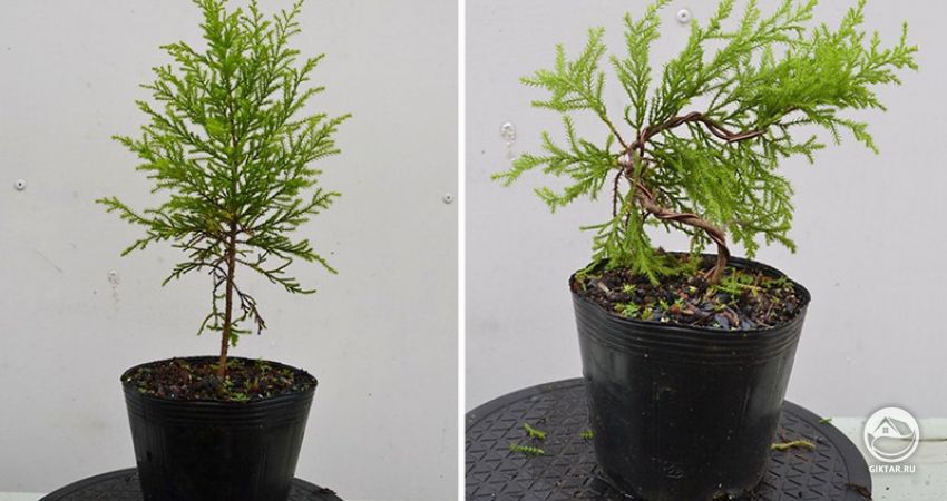 Бонсай из туи фото Бонсай из туи фото