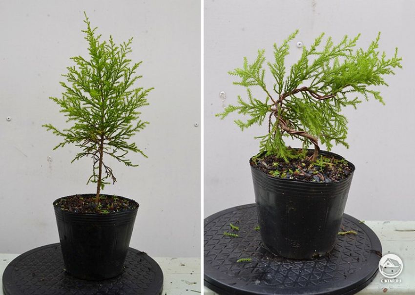 Туя . Формирование Бонсай Туя . Формирование Бонсай