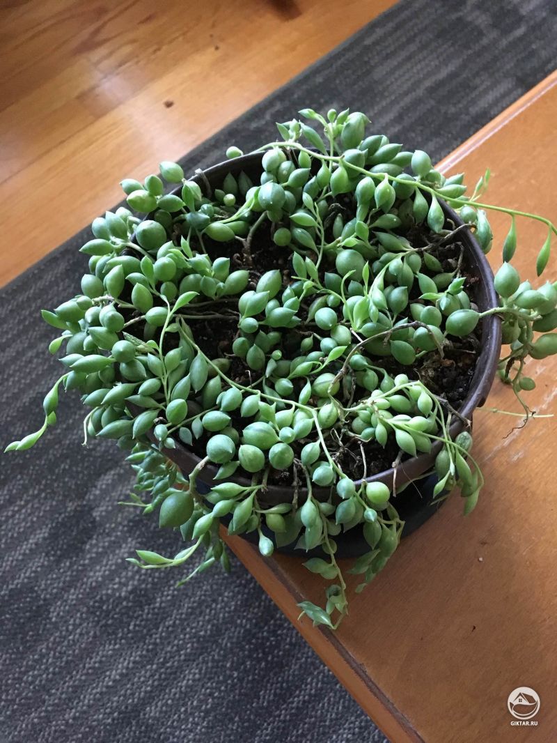 Моя жемчужинка - крестовник Роули.