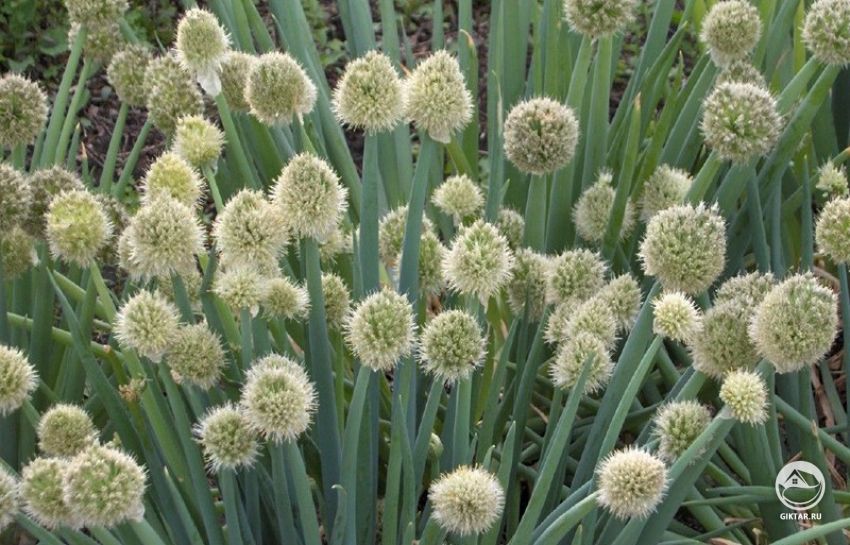 Лук-батун Лук-батун