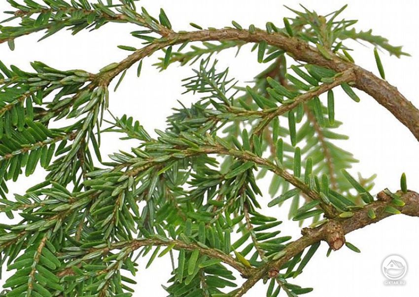 Тсуга канадская. Хвоя тсуги. Тсуга канадская. Хвоя тсуга плоская, притупленная на конце, сверху темно-зеленая, снизу - с двумя светлыми полосками.