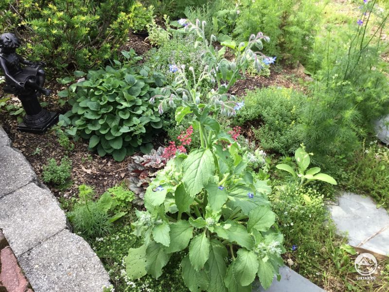 Огуречная трава отлично привлекает в сад опылителей