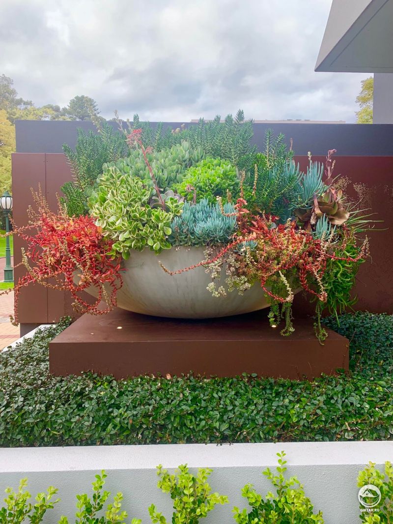 Гигантская чаша с суккулентами