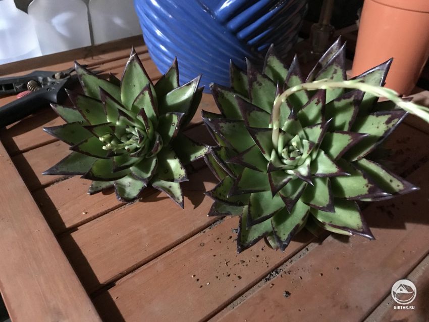 Помогите идентифицировать?