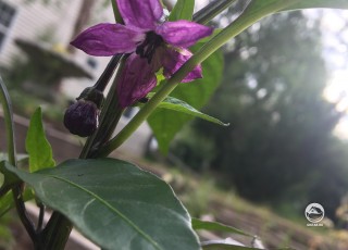 Первый цветок на моем  венгерском черном перце!