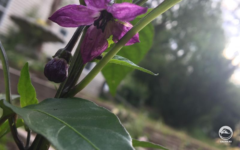 Первый цветок на моем  венгерском черном перце!