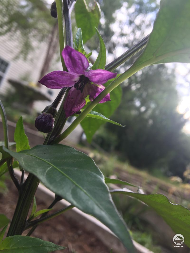 Первый цветок на моем венгерском черном перце!