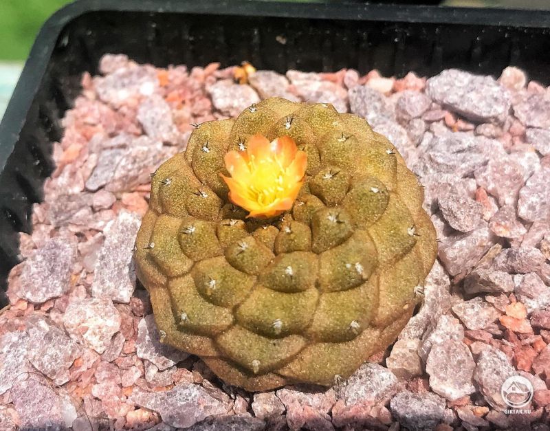 Копьяпоа hypogaea  “Кожа ящерицы”