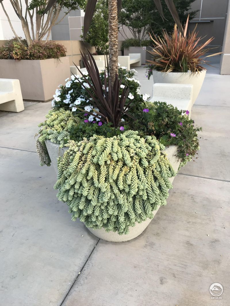 Вазон ползучими суккулентами.