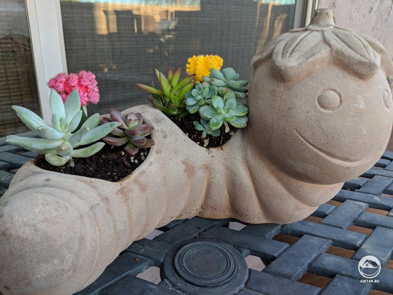 Моя коллекция суккулентов