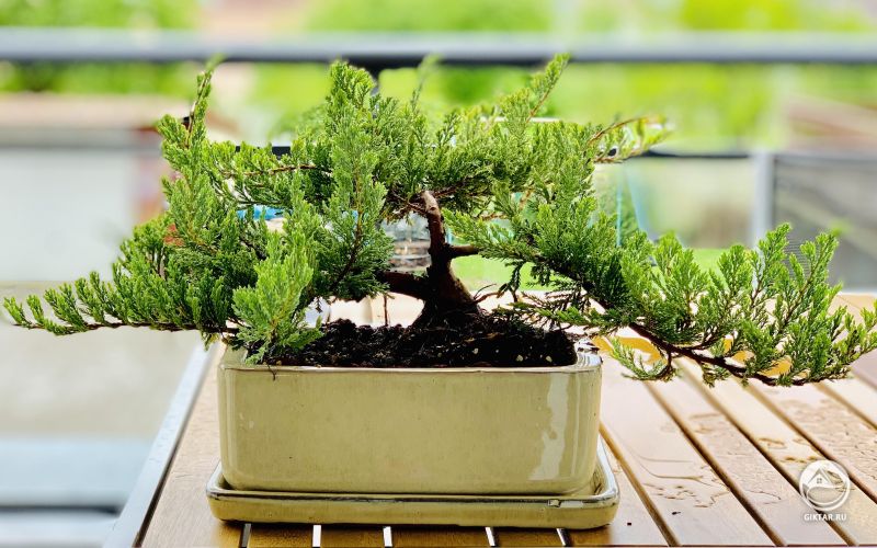 Обрезка можжевельника