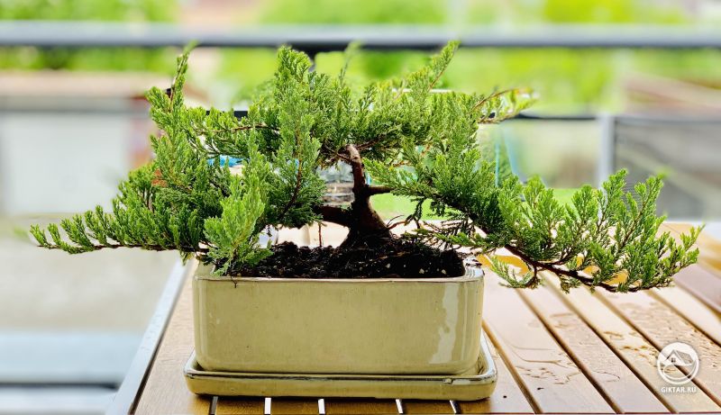 Обрезка можжевельника