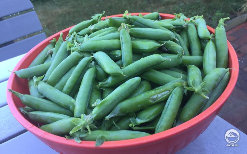 Утренний урожай сладкого гороха.