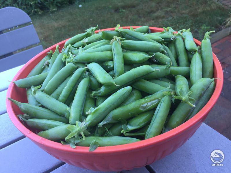 Утренний урожай сладкого гороха.