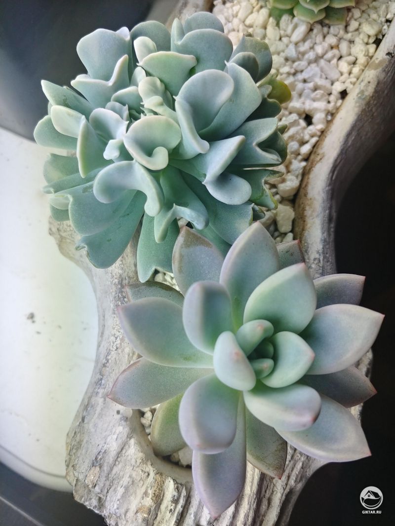 Мои эхеверии