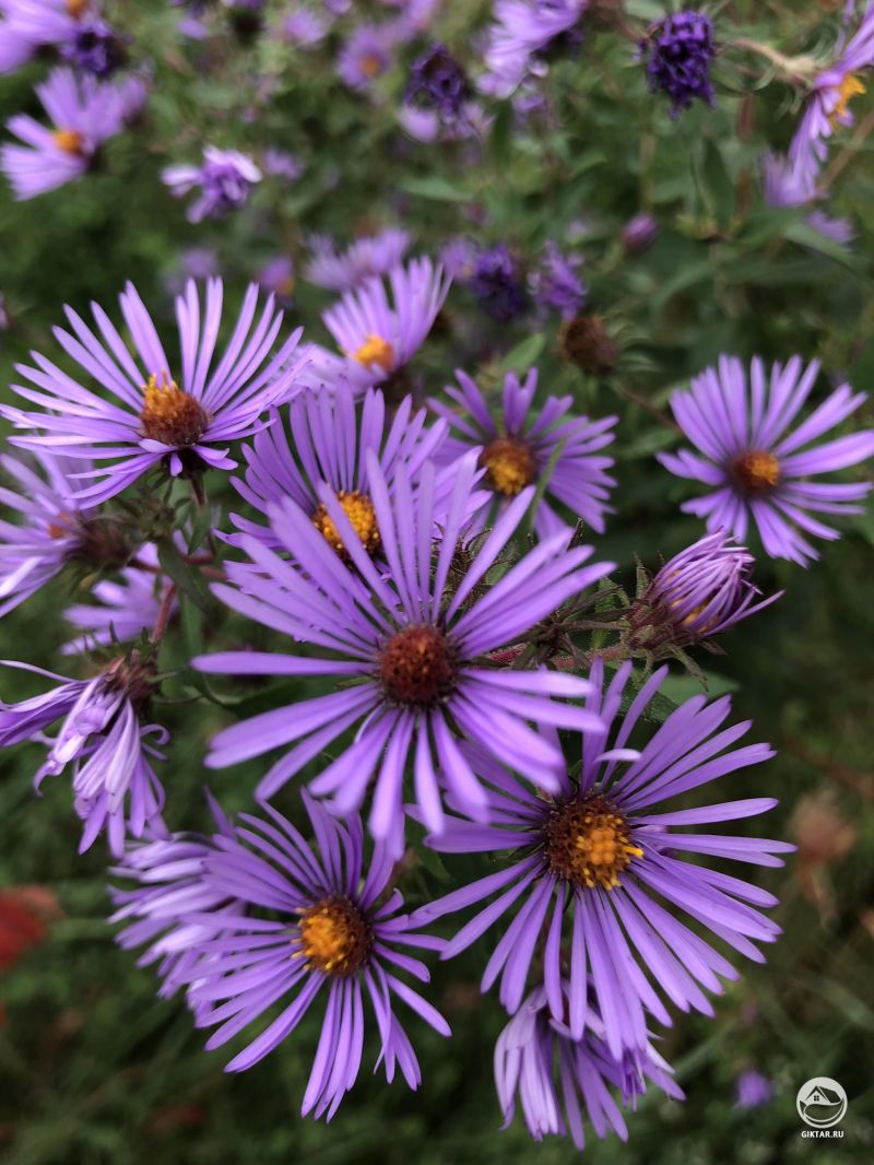 Астры многолетние