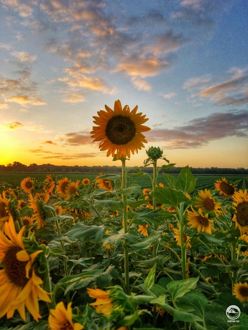 Поле подсолнухов на закате. Невозможно пройти мимо.