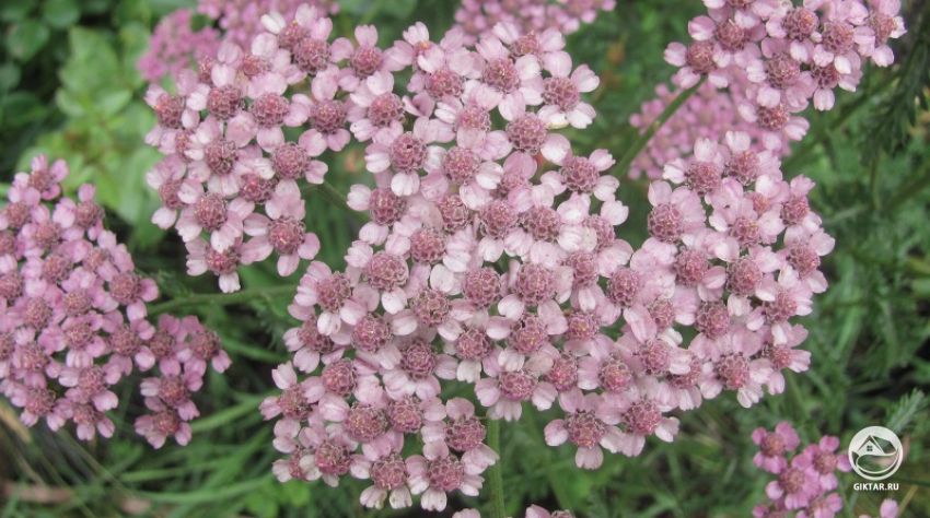 Тысячелистник - неприхотливое украшение сада