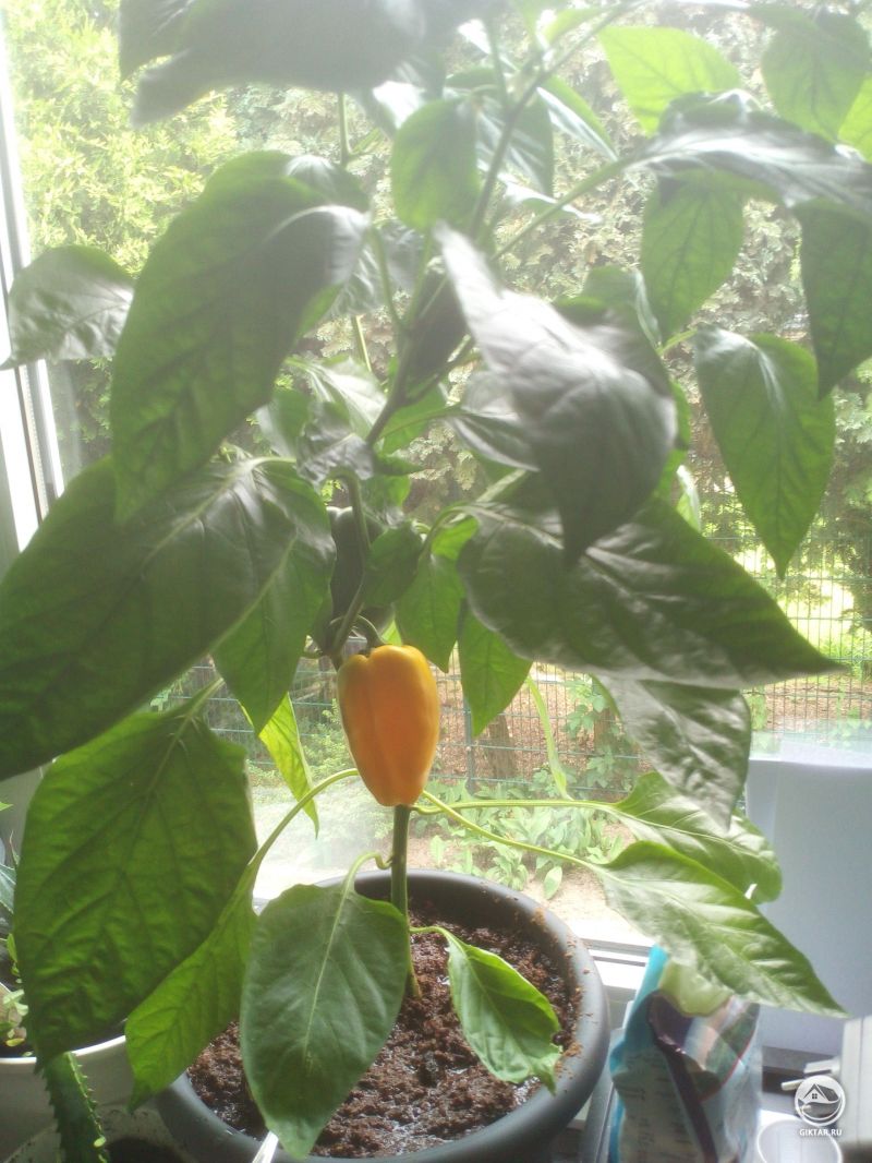 Перец дал плоды .
