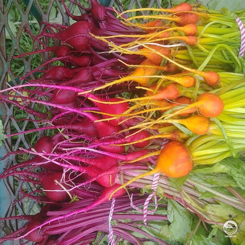 Первая свекла в этом году.