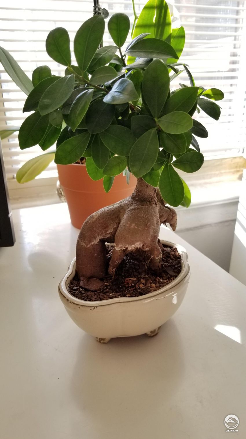 Что за отметины на корне моего фикуса и как их удалить?