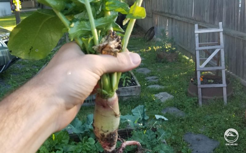 Наш первый урожай редьки