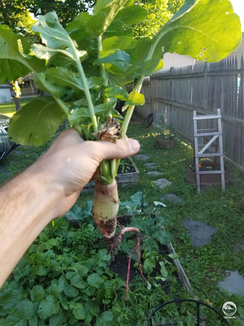 Наш первый урожай редьки