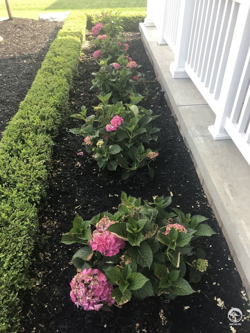 Мои гортензии , но они постоянно вянут.