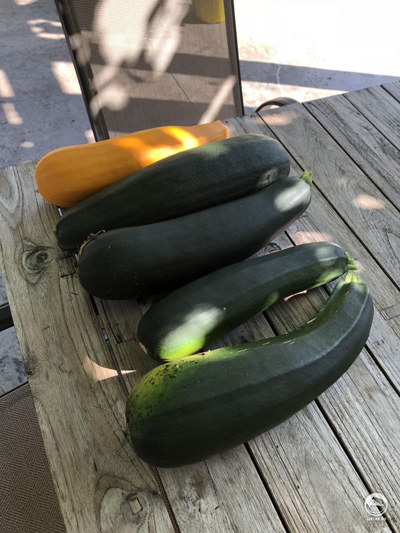 Мой урожай цукини довольно хорош