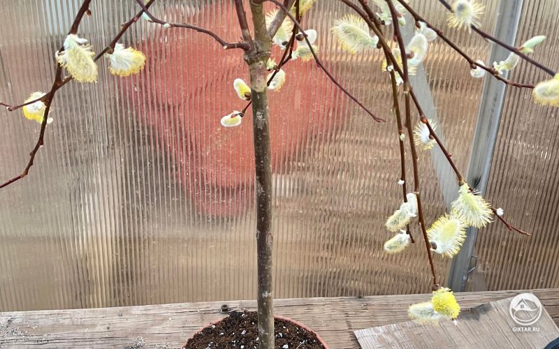 Как превратить иву в бонсай?