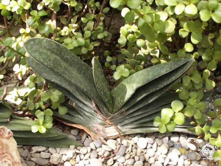 Гастерия пятнистая (Gasteria maculata) - описание вида