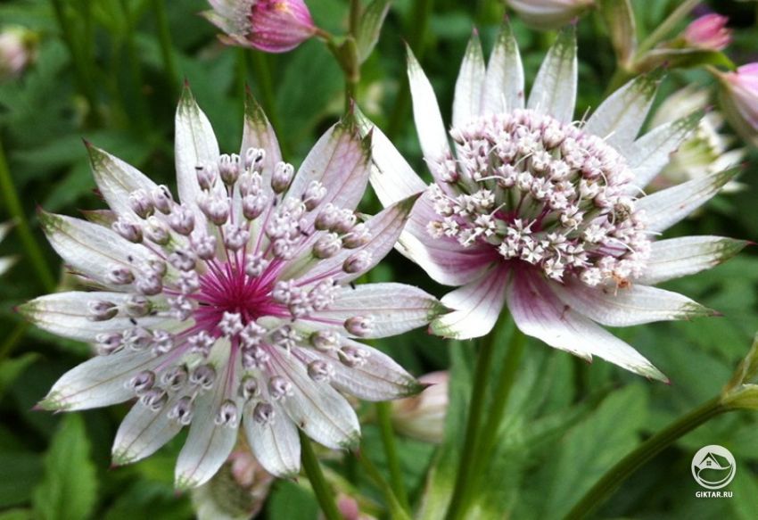 Астранция крупная (звездовка). Цветок. Соцветие-зонтик. Астранция крупная (звездовка). Цветок: на фото хорошо видны листики обертки и маленькие цветки в центре.