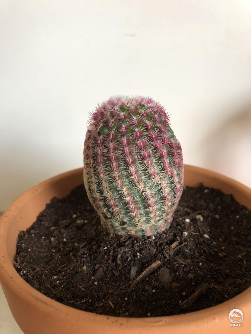 Эхиноцереус твердейший или Радужный кактус