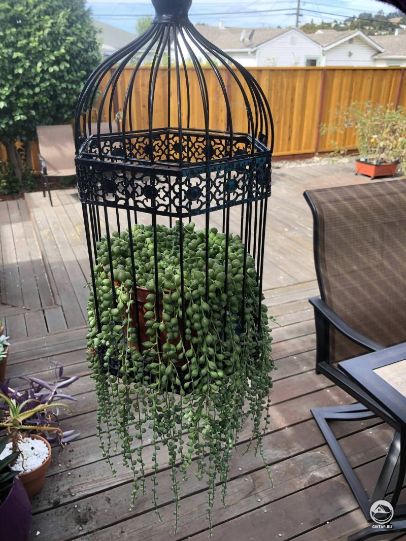 Мой крестовник Роули