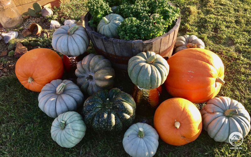 Моя мама выращивает тыквы