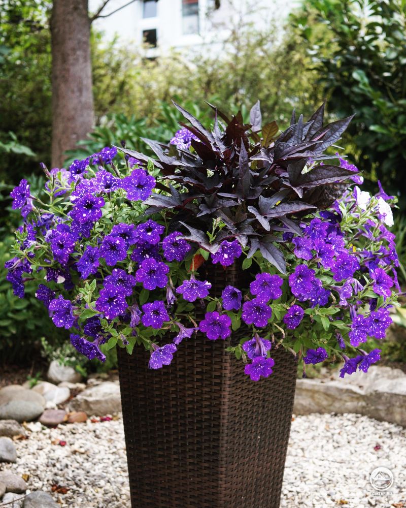 Посмотрите, какая красивая петуния "ночное небо" у меня выросла!!!