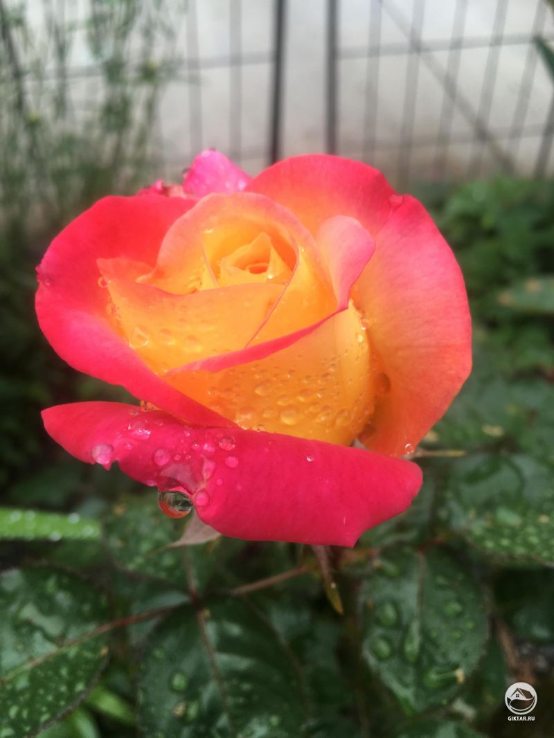 Два оттенка розы. Спасена с распродажи в супермаркете.