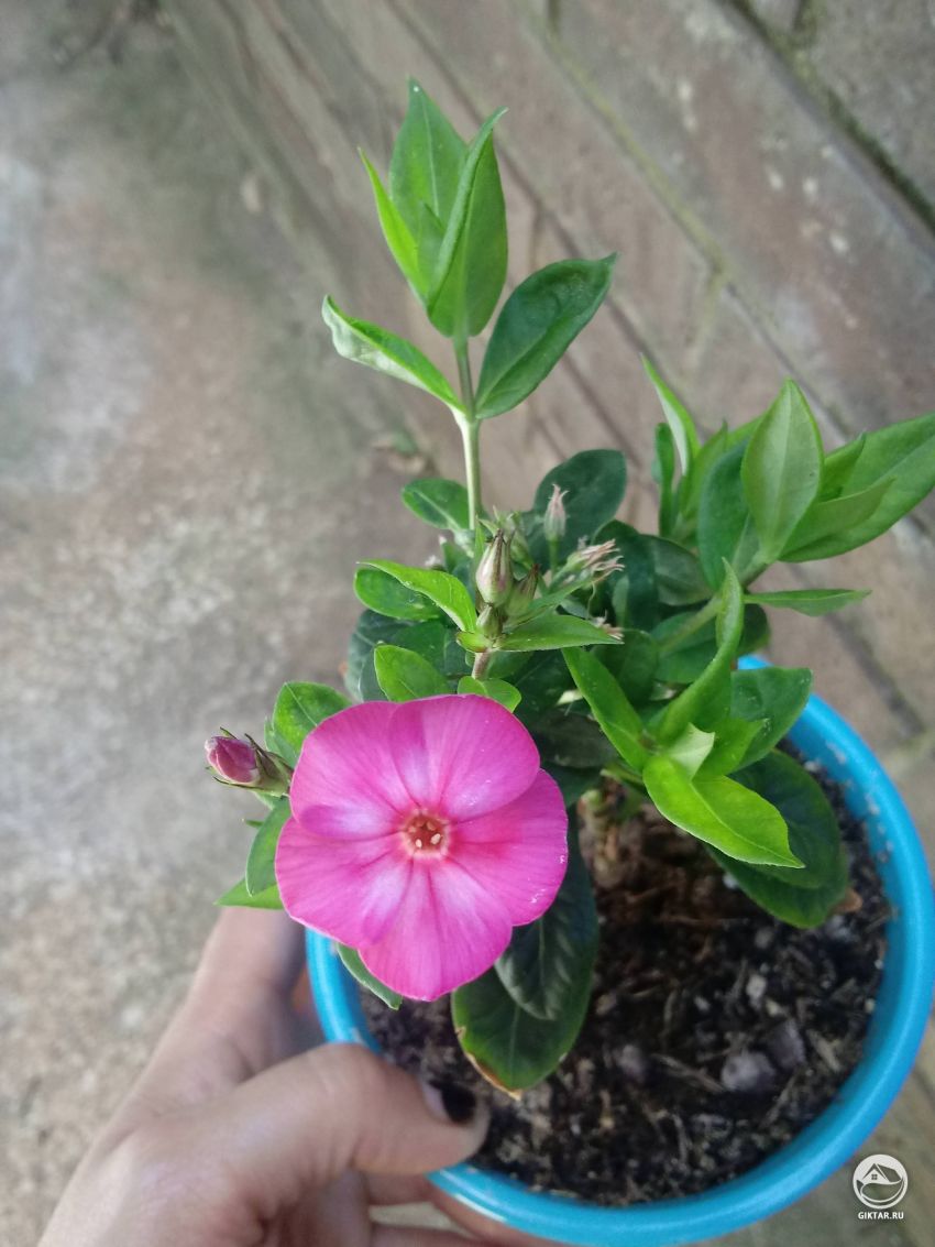 Цветок подарен мне, не знаю, что это?