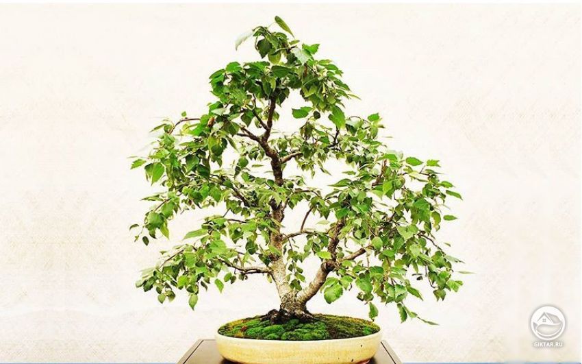 Береза. бонсай Береза. бонсай