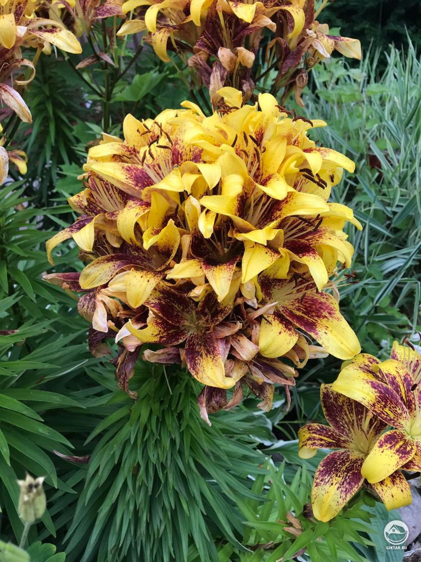 Это лилия ? И как называется этот сорт лилии?