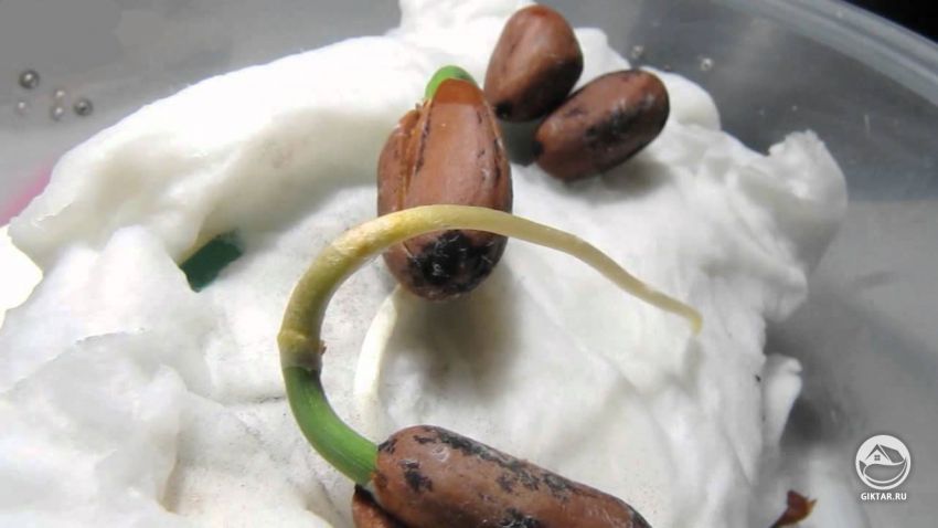 Сосна пиния для бонсай: выращивание, фото, уход, вредители