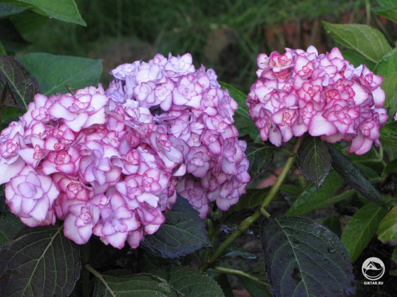Гортензия сорта "Мисс Саори"