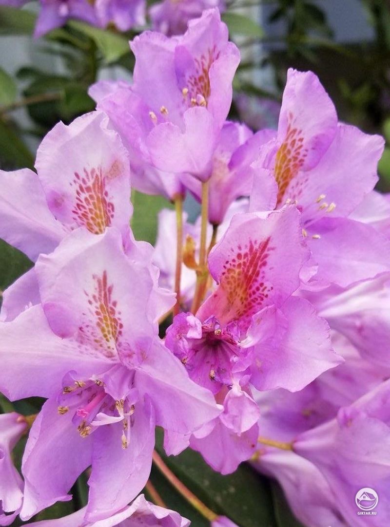 Последнее цветение рододендрона в этом году